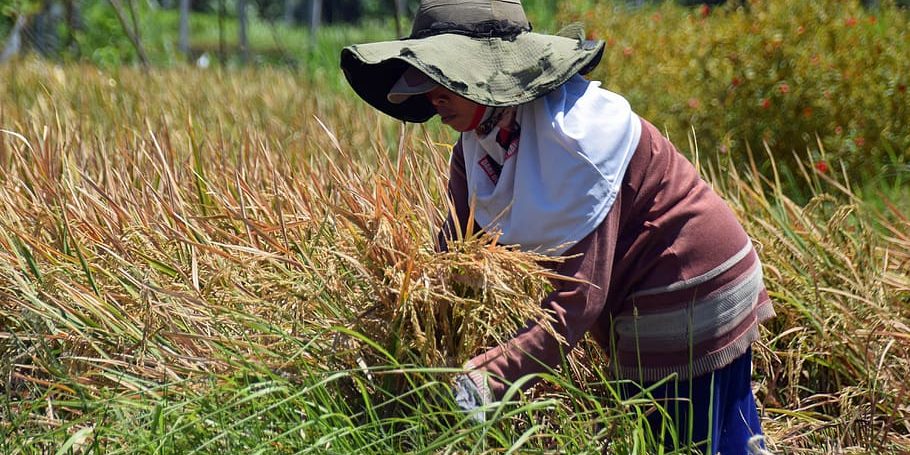 TT tidbit – for 11-3-20 – woman collecting grain (Rut) (pxfuel)