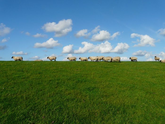 sheep-flock-of-sheep-from pexels