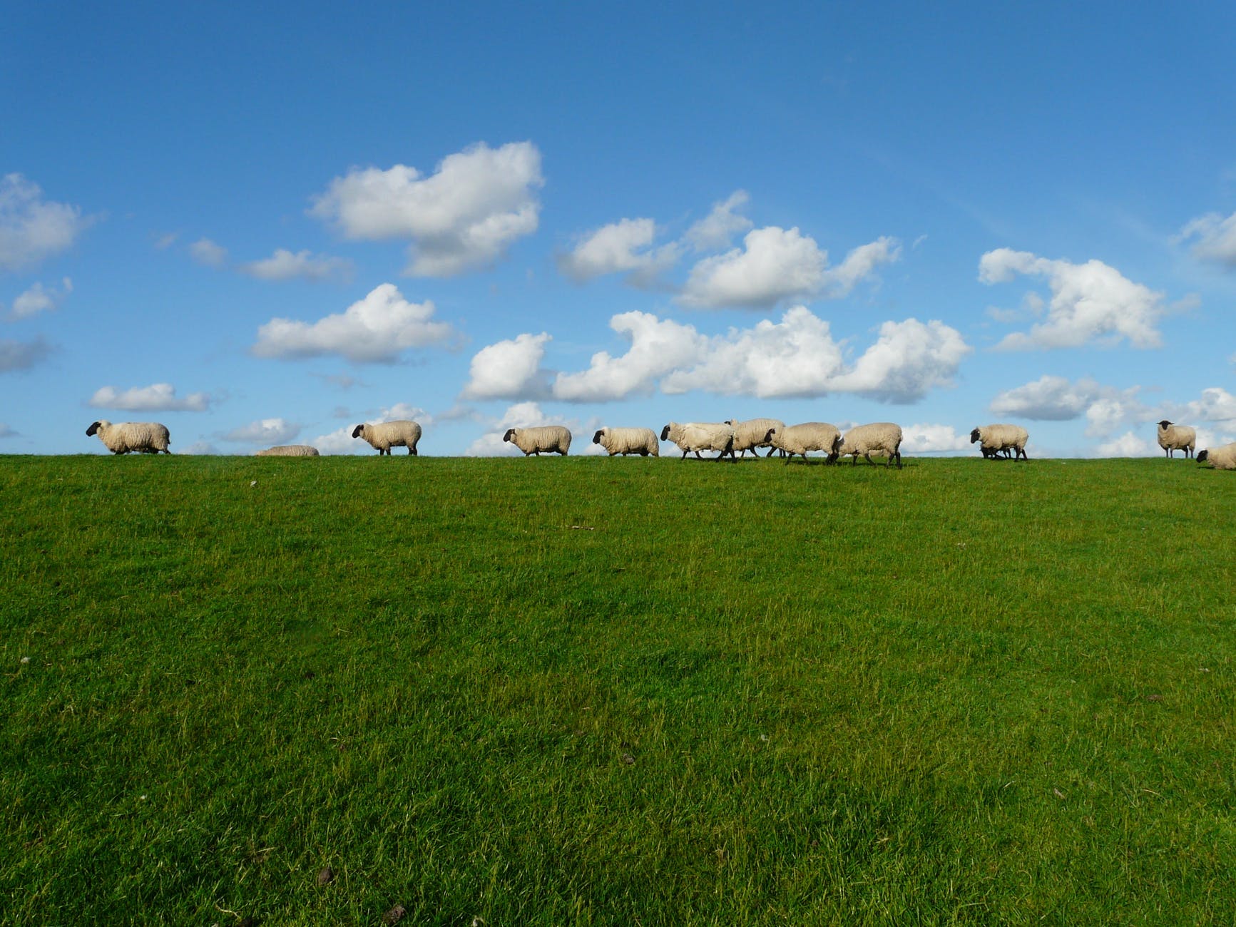sheep-flock-of-sheep-from pexels