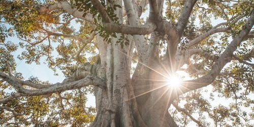 tree roots and branches – pexels