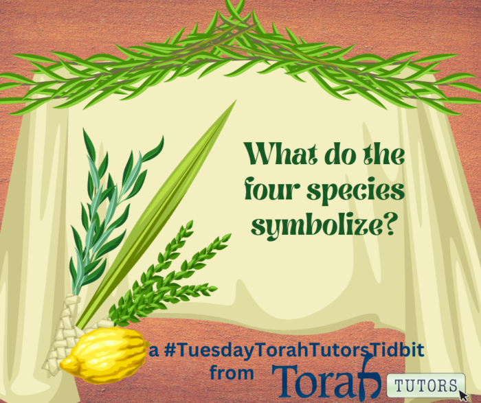 Copy of What do the four species symbolize